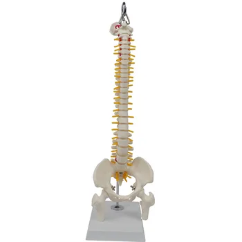 45 см Гъвкав Гръбнака на Човека Позвоночно-Лумбална Извивка Анатомическая Модел Анатомия на гръбначния Стълб Медицински Инструмент Обучение