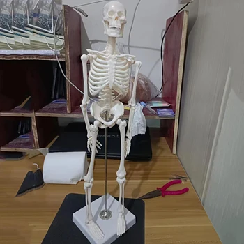 45 см Скелет, модел на човешки Череп, пръстите на ръцете и краката и цялото тяло Може да се регулира, играчки Дропшиппинг на Едро, обучение САМ 100% търговска Марка