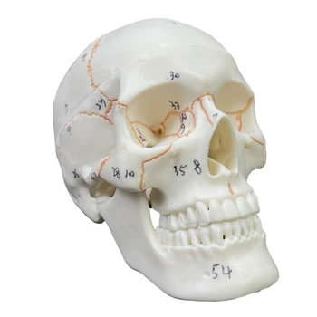 co231 Модел на човешки череп в естествена големина, анатомия на възрастен човек, модел на скелета на главата със свалящ се капак тази на черепа