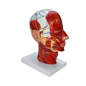 Анатомическая модел на главата на човека co231 с мускулите на нервно-съдовата система за научно образование