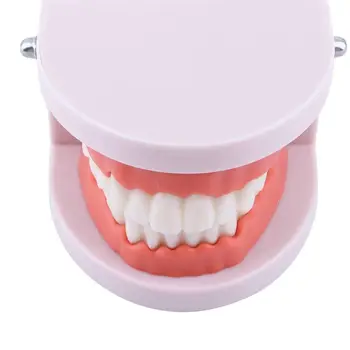 Възрастен стоматолог Обучение на устната кухина Обучение, стоматология, Изследване на Телесно-розови венци Модел на зъбната протеза на стандартния модел на зъбите Модел на зъбите
