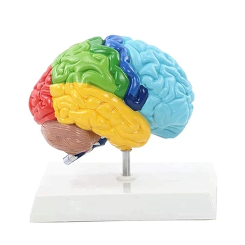 Дясното полукълбо на мозъка, модел на човешкото тяло е 1: 1 за обучение на студенти, модел за сглобяване