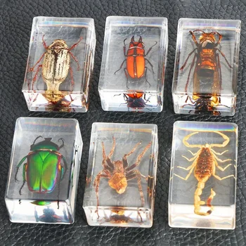 Извадка от Насекоми-дървеници в модели от смола Насекомо Скорпион, насекомо от епоксидна смола, бръмбар-паяк, бръмбари проби, колекция от насекоми, за украса на работния плот