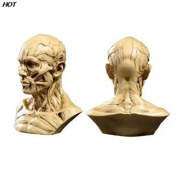 Модел на главата с мышечным виртуален скелет на човек, Анатомическая скулптура с мускулите на главата, Арт скица на черепа, Медицински учебни пособия