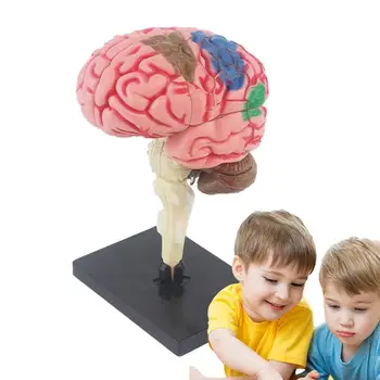 Модел на мозъка за преподаване на психология Модел на мозъка за преподаване на медицината Модел с цветови кодове за определяне на функциите на мозъка Преподава анатомия
