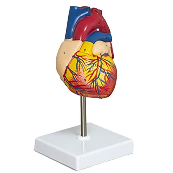 Модел на сърце от 2 части, Луксозен анатомическая модел на човешкото сърце в реален размер С 34 анатомични структури, анатомическое сърцето