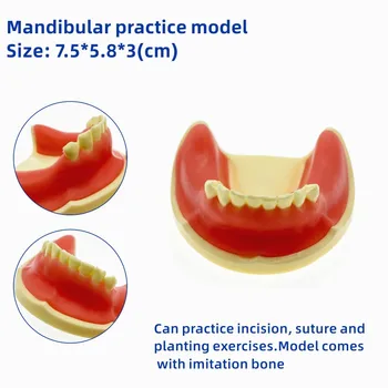 На Практика имплантиране на зъби Проучване стоматология Обучение моделиране на зъби Учебни материали по стоматология
