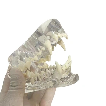 Прозрачни Кучешки Зъби Анатомическая Модел на Челюстта на животното за ветеринарни учебни помагала